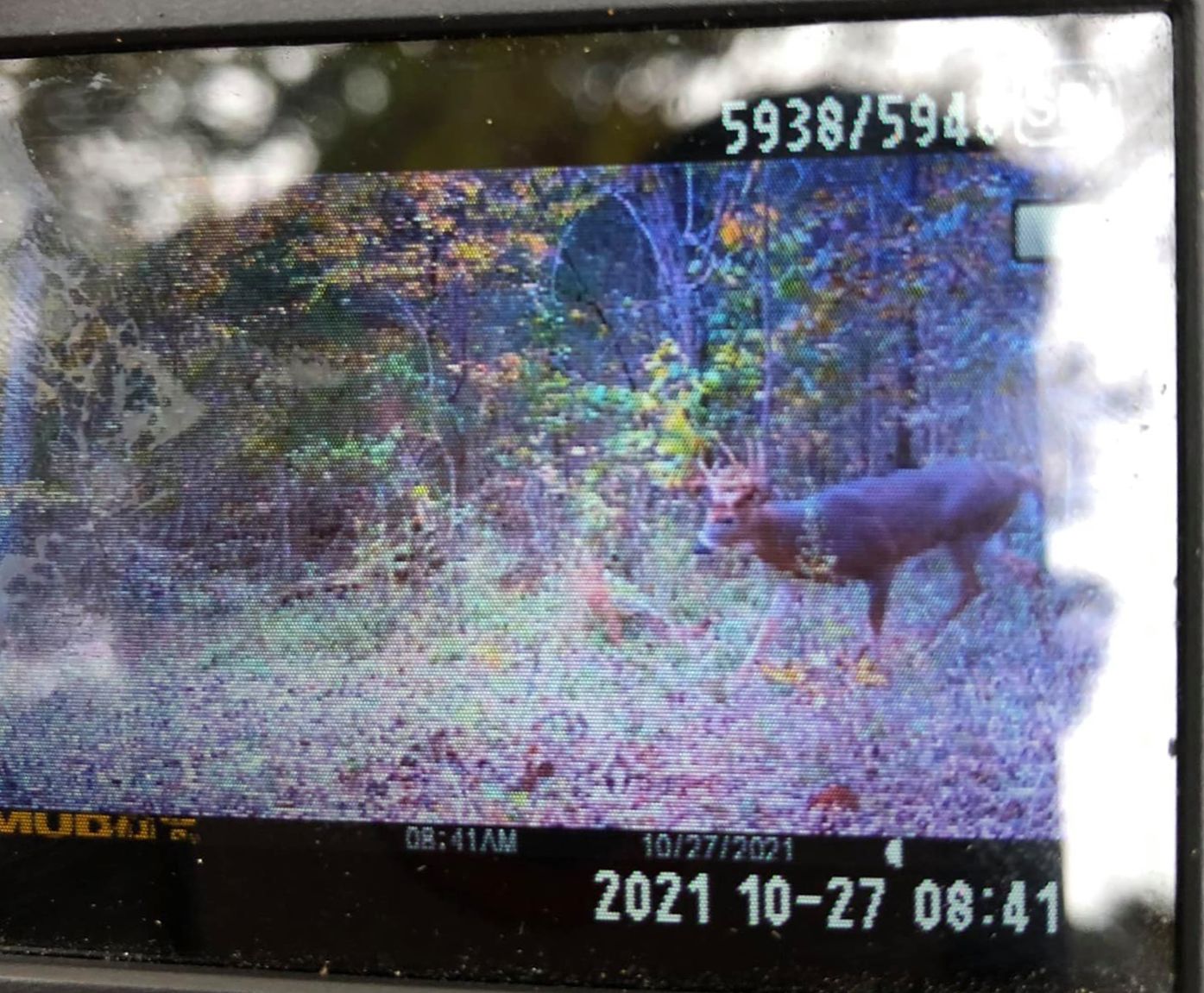 A buck with developing antlers walks through a wooded area.