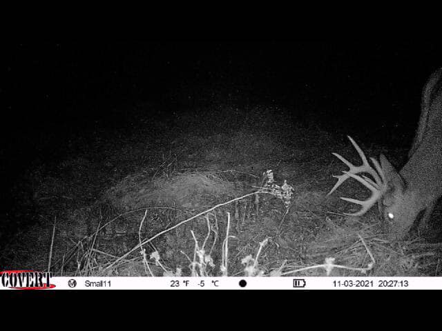 A large buck with impressive antlers grazes at night.