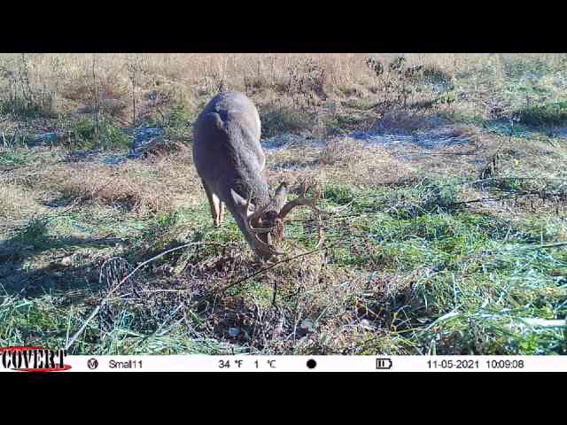 Buck with large antlers grazes in a frosty field on November 5th.