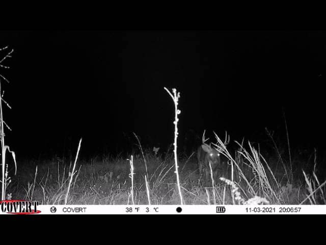 A buck with visible antlers stands in tall grass at night.