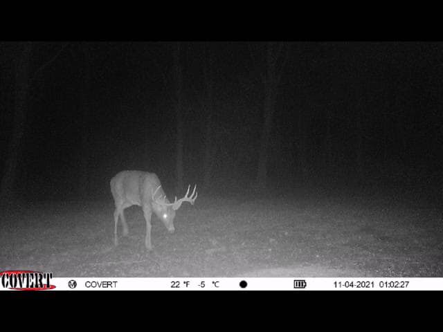 A buck walks in a field at night captured by a trail camera.