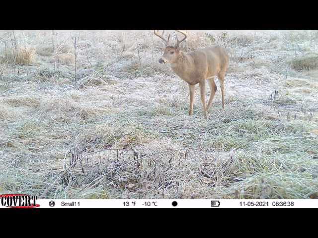 A whitetail buck stands in a field covered in frost.