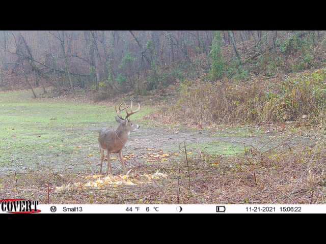 A mature buck with large antlers stands in a wooded area near a food plot in Kentucky.
