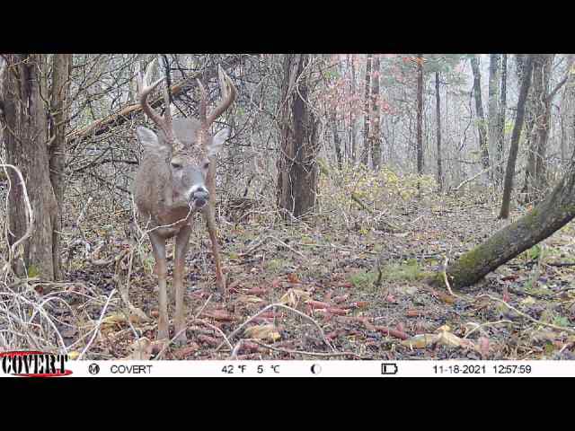 A mature buck stands in the woods, facing the camera on a November day.