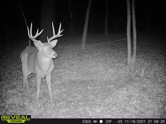 A mature buck with large antlers stands in a leaf-covered forest at night.