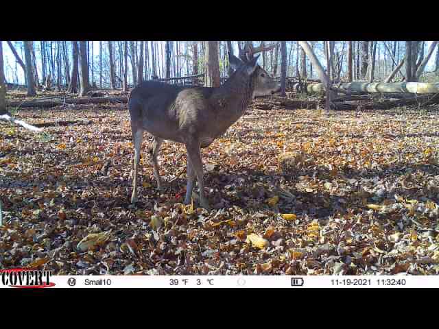 A mature buck with antlers pauses on a leaf-covered forest floor.