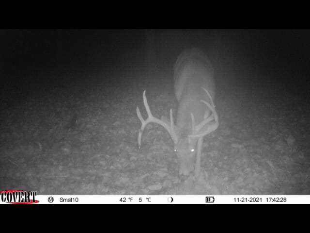 A mature buck with antlers is captured by a trail camera in the woods at night.