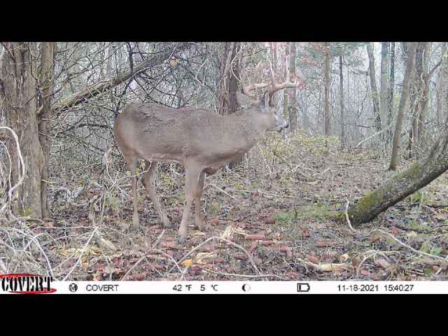 Buck with antlers stands in a wooded area on a chilly November day.