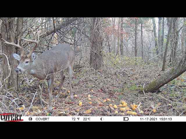 A mature buck with large antlers stands in a wooded area, surrounded by fallen leaves and scattered corn.