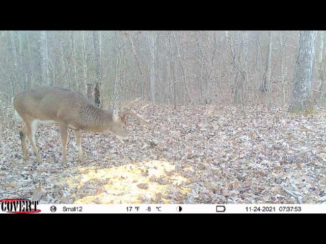 A single mature buck with antlers grazes at a bait pile in a KY hardwood forest.