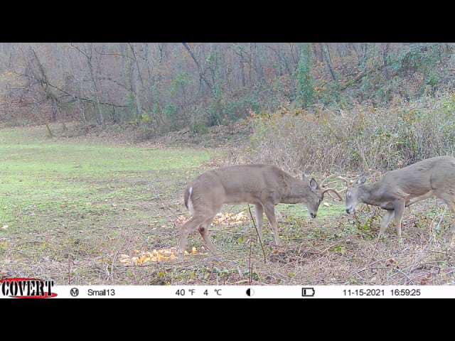 Two mature bucks spar in a Kentucky food plot during the whitetail rut.